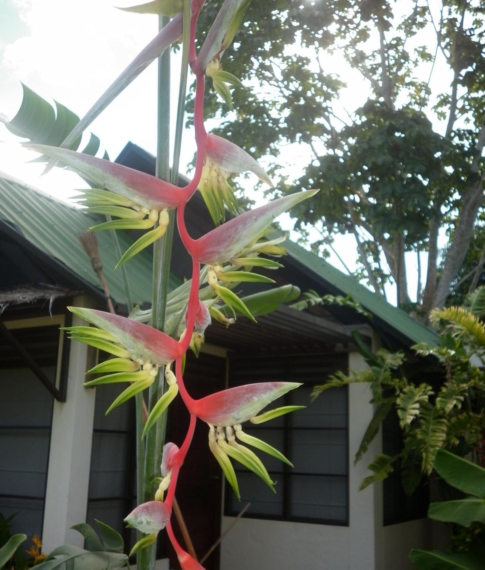 Hotel Amazon Bed And Breakfast Leticia Exterior foto
